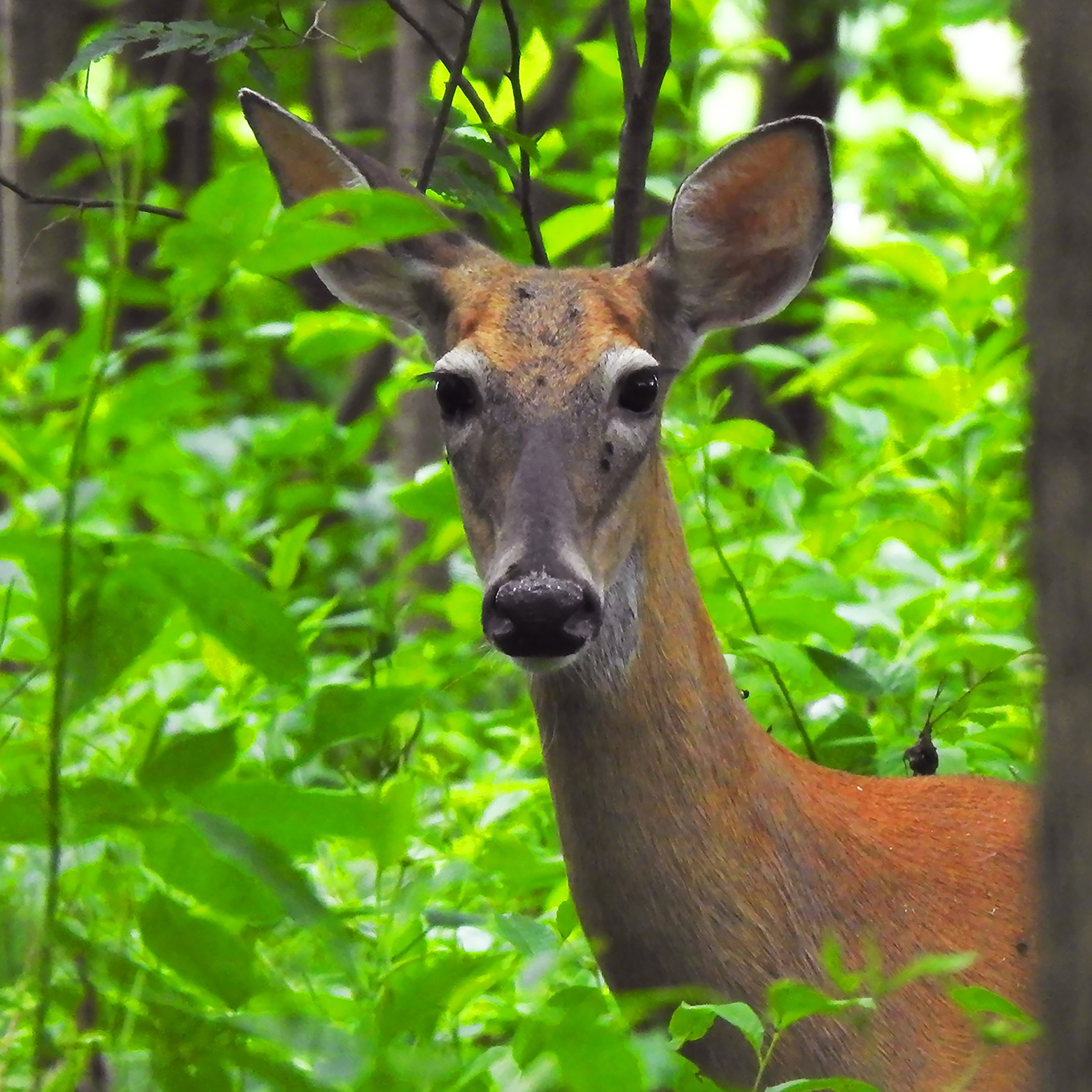 White Tailed Deer Orinwr Michael Schraam Usfws A Fws Gov